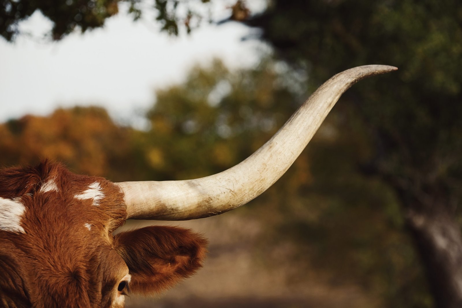 Texas longhorn cow horn close up with autumn color of field blur