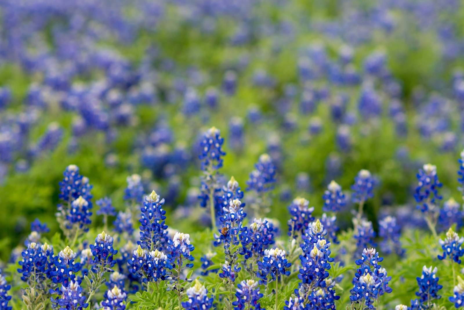 Texas Bluebonnets